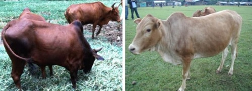 Two types of humped Ethiopian cattle: Horro (l) and Sheko