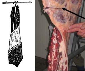 Shent, a prime cut of Ethiopian beef (drawing and photograph)